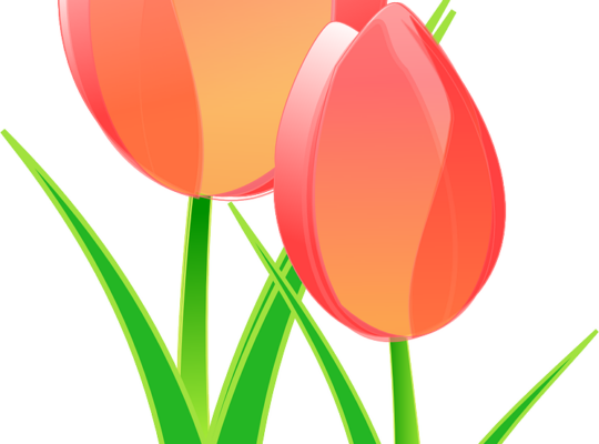 Med en enkel tulipan