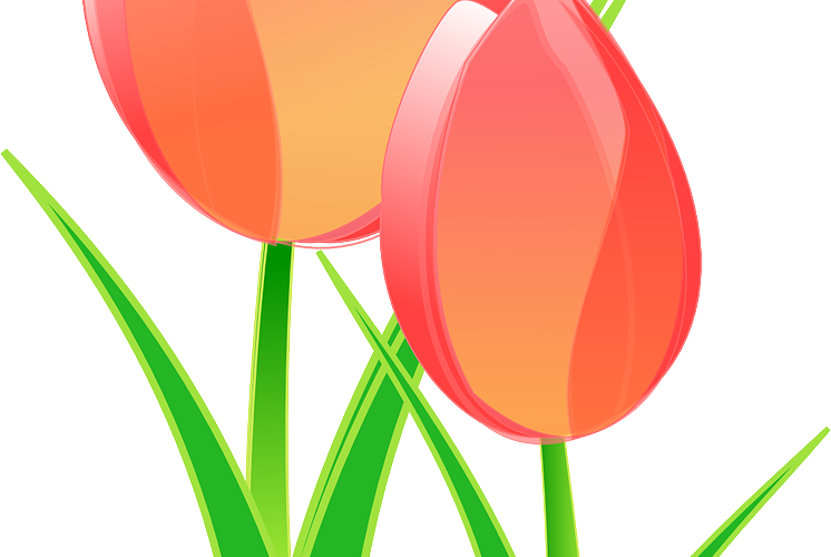 Med en enkel tulipan
